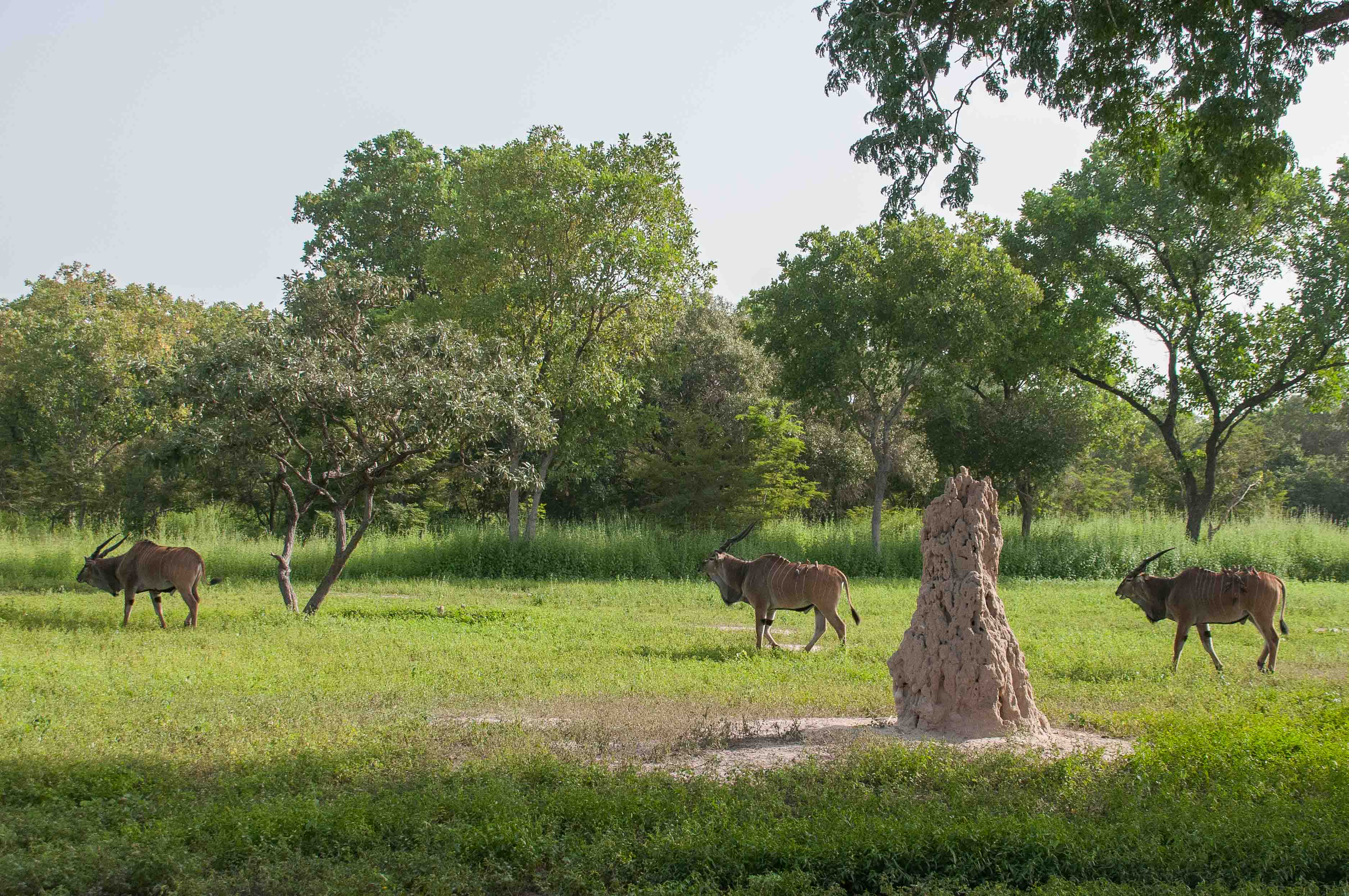 Trois Elands de Derby mâles de la sous-espèce occidentale traversent une clairière de la Réserve de Fathala, Sénégal.